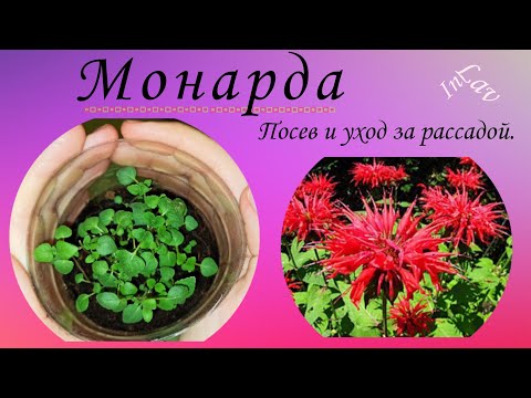 Видео: Монарда. Посев и уход за рассадой.