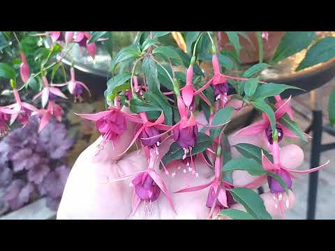 Видео: Фуксия Postiljon, Silver Chime, Windhaper, Janna Roddenhof, Botanische Garten Hamborn.