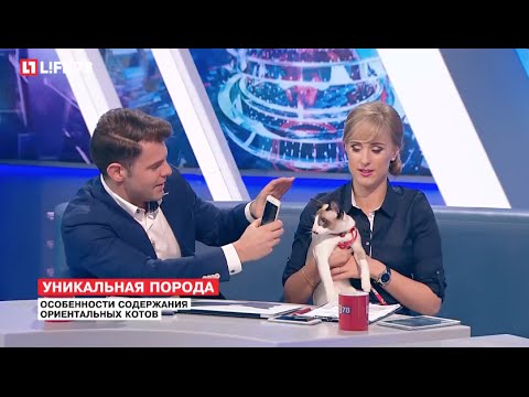 Видео: Ориентальные коты: особенности содержания