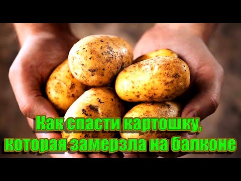 Видео: ➤ Как спасти картошку, которая замерзла на балконе ➤ Если замерзла картошка что делать?