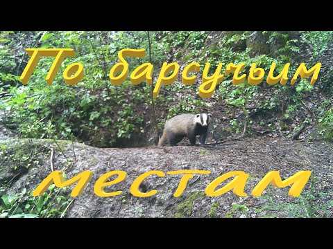 Видео: Открываю сезон охоты на барсука Разведка барсучьих мест с собаками Барсук есть Барсучья жизнь у норы