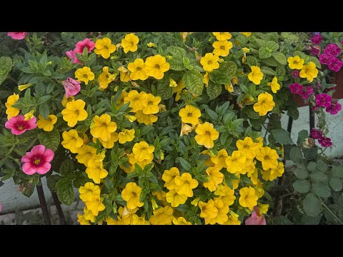 Видео: ‼️ВНИМАНИЕ‼️КАК УКОРЕНИТЬ ПЕТУНИЮ БЕЗ ВЫПАДОВ И БЕЗ ПРОБЛЕМ❓