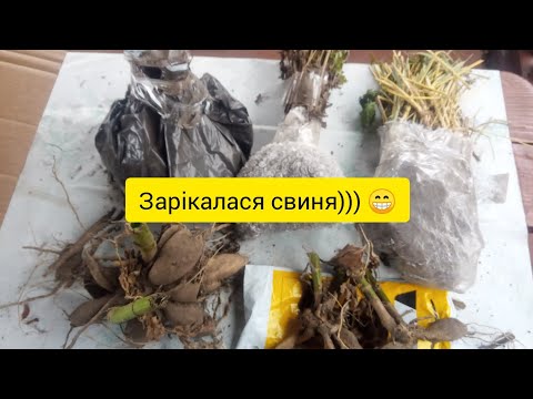 Видео: Знову бюджетна посилка: яка, звідки і чому