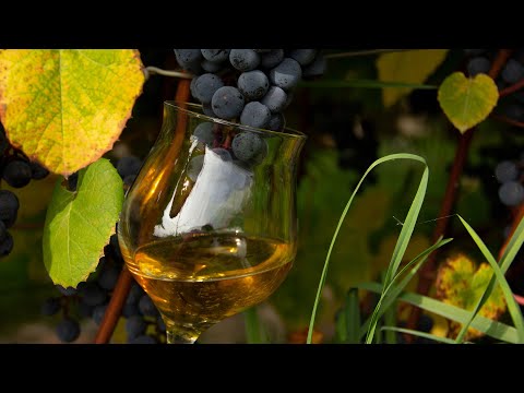Видео: Каким должно получиться домашнее вино