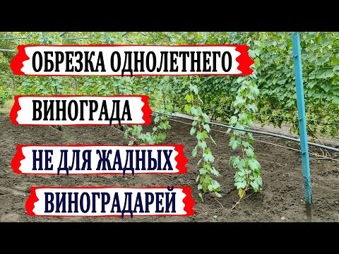 Видео: 🍇 Как я буду ОБРЕЗАТЬ ОДНОЛЕТНИЙ ВИНОГРАД в этом году. Обрезка не для ЖАДНЫХ виноградарей!