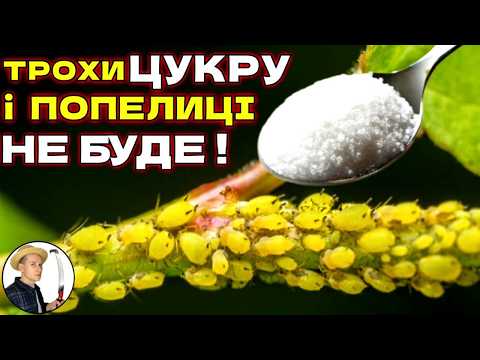 Видео: ПОПЕЛИЦІ НЕ ПОВЕРНУТЬСЯ.  Як позбутись попелиць на тривалий час