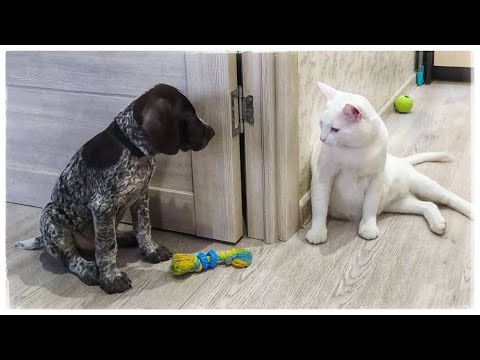 Видео: Воспитание и дрессировка щенка - с чего начинать!