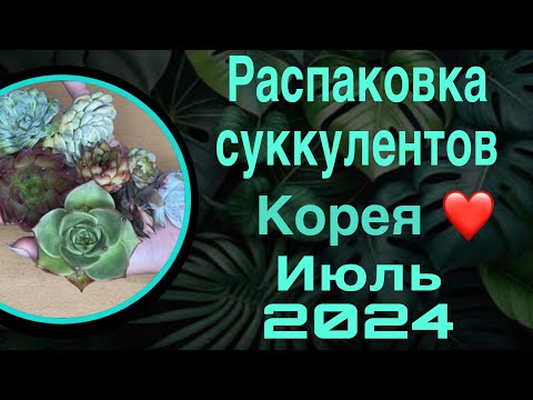 Видео: Распаковка суккулентов Корея 🌿июль 2024