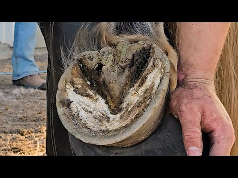 Видео: Эти копыта просто огромные!!! Это одна из моих любимых лошадей — первый комплект подков в этом году.