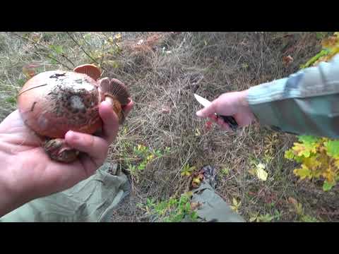 Видео: Грибы в октябре. Гриб Мокруха Сосновая.