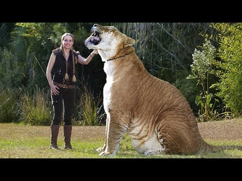 Видео: Самые большие дикие кошки на планете! Гигантские котики...