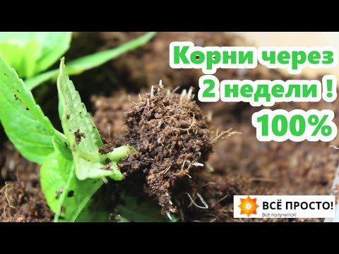 Видео: Крупнолистная гортензия -100% результат!! Зимнее черенкование - 2 эффективных способа.