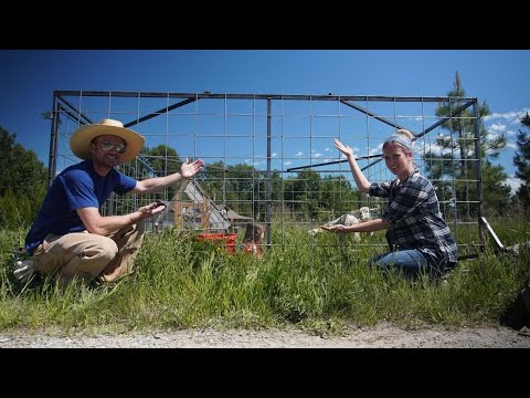 Видео: Ротационный выпас овец БЕЗ электроизгороди | Мобильный загон для овец