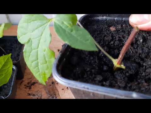 Видео: РАЗМНОЖЕНИЕ КЛЕМАТИСА ЧЕРЕНКАМИ