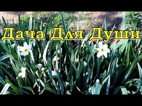 Видео: НАРЦИССЫ отцвели...что делать дальше?