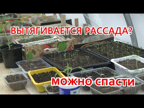 Видео: Вытянулась рассада? Ищем причину вместе