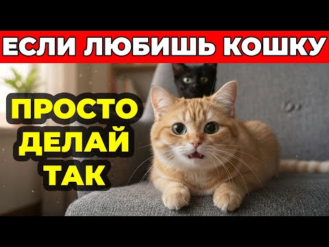 Видео: Просто делай ТАК: 5 ПРАВИЛ, которые продлят жизнь твоей кошки