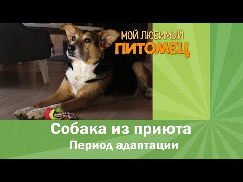 Видео: Что делать с собакой из приюта? Она скулит, грызет вещи, капризничает.