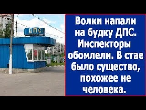 Видео: Волки напали на будку ДПС  В стае было существо, похожее на человека