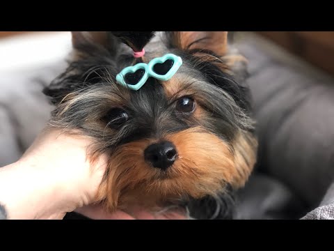 Видео: VLOG: СОБИРАЕМСЯ НА ДАЧУ,ЧТО Я БЕРУ ДЛЯ ЙОРКОВ? СТРИГУ ЩЕНКА♥️
