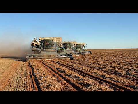 Видео: Урожай арахиса 2025