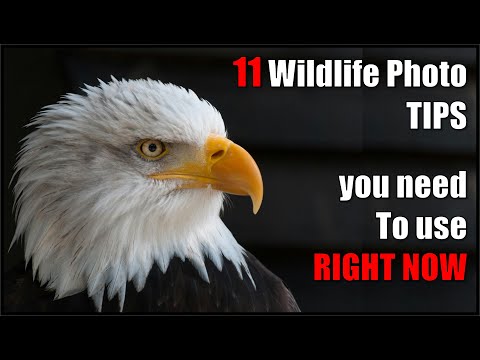 Видео: 11 СОВЕТОВ по фотографии дикой природы, которые НУЖНО УЛУЧШИТЬ ваши фотографии.