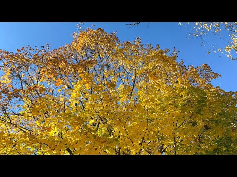 Видео: Осенние улицы . Выбираю новые растения. Домой незнакомыми улицами.