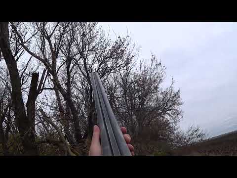 Видео: Сезон охоты на фазана