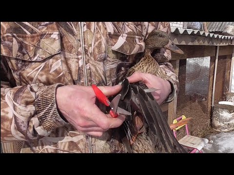 Видео: Подготовка подсадной утки к охоте, от А до Я.