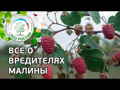 Видео: Вредители малины. Чем обработать малину от вредителей