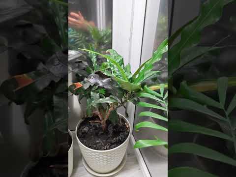 Видео: ПРО аквариУМНУЮ воду👍