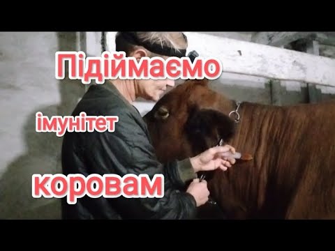 Видео: ОБОВ'ЯЗКОВА ВІТАМІНІЗАЦІЯ КОРІВ. після глистування☝️