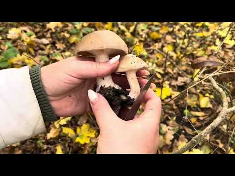 Видео: КТО ЛЮБИТ ГРИБЫ? 🍄‍🟫 СМОТРЕТЬ, СОБИРАТЬ, тогда ПОШЛИ со мной😊