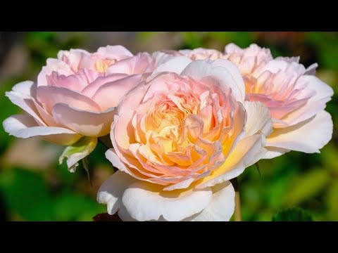 Видео: РОЗЫ. ОСТАВИТЬ 3 ИЛИ 1.  ВЕСЕННЯЯ ОБРЕЗА РОЗ.