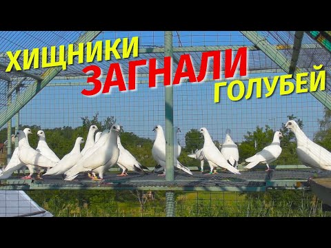 Видео: Кем оказался ЧУЖАК и как поведут себя БЕЛЫЕ Голуби 2025😲