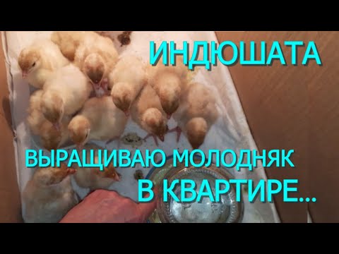 Видео: УХОД за суточными ИНДЮШАТАМИ... В КВАРТИРЕ!