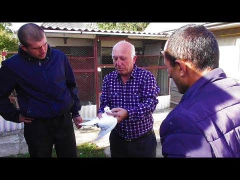 Видео: Приехали в гости к дядь Мише смотреть Бакинских голубей 1 ЧАСТЬ