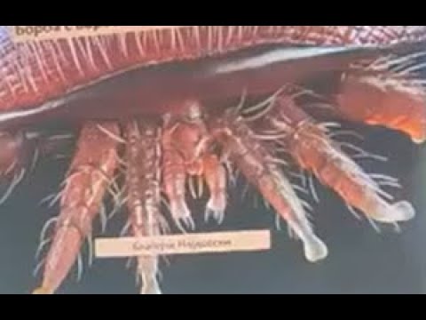 Видео: Борба срещу вароатозата с ГЕЛ  мравчена киселина и сублимация с оксалова киселина