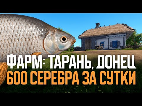 Видео: Две точки на Тарань. Фарм 600 серебра. Северский Донец ● Русская рыбалка 4 ● Перчик РР4