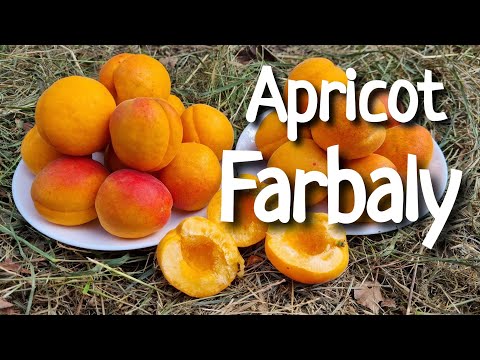 Видео: АБРИКОС ФАРБЕЛІ !!! Apricot Farbaly !!!