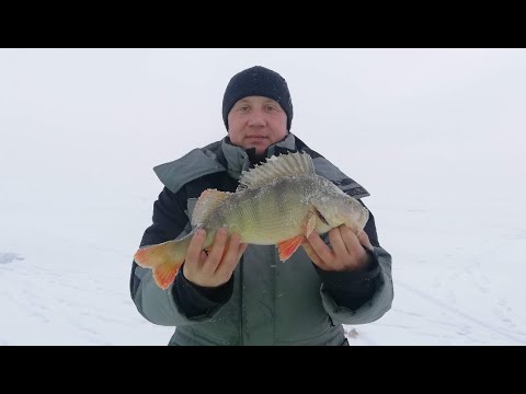 Видео: Первый лед 2022-2023. Окунь не лезет в лунку. Лучшая рыбалка по окуню.