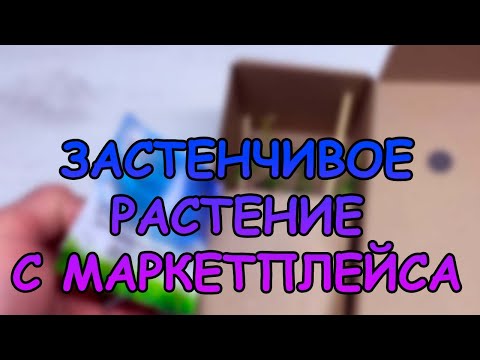Видео: Застенчивое растение с маркетплейса