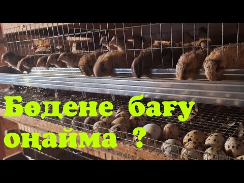 Видео: Бөдене бағу оңайма ? 🤔