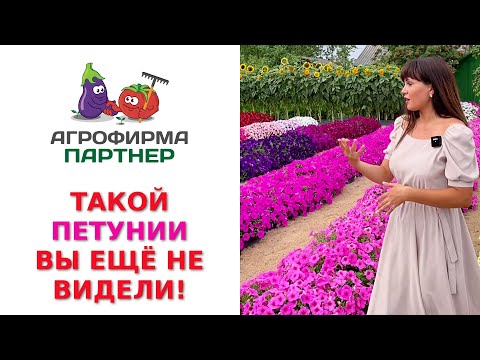 Видео: ТАКОЙ ПЕТУНИИ ВЫ ЕЩЁ НЕ ВИДЕЛИ! САМЫЕ КРУТЫЕ СОРТА В ОДНОМ ВИДЕО!