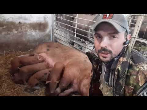 Видео: С.С.А//Свиньи-поросята,отечка ,парвовирусная инф,почему вакцинирую,вакцина Сардосан против правил//