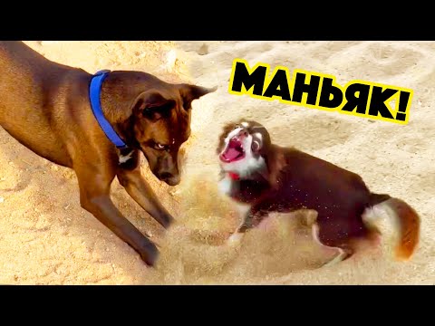 Видео: МОЙ НОВЫЙ ЖЕНИХ? В МЕНЯ ВЛЮБИЛСЯ ХУЛИГАН!