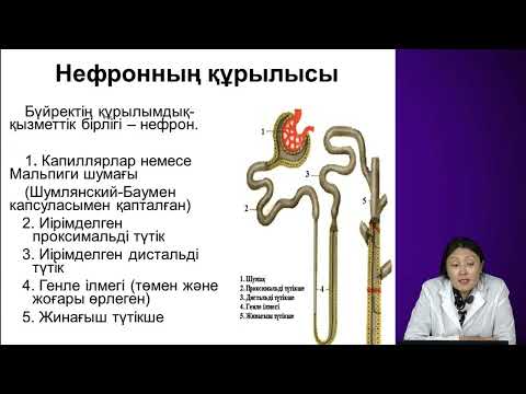 Видео: Сыртқа шығару жүйесі. Несеп түзілу механизмі