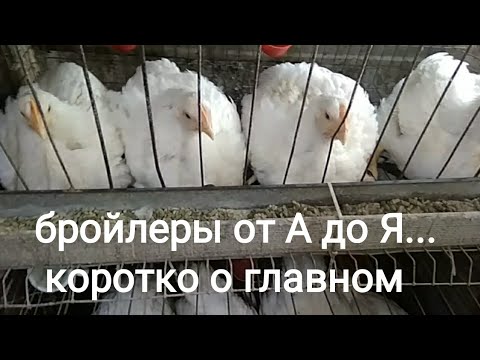 Видео: Проект "29 бройлеров", бизнес для дочки, часть 7: коротко о главном.