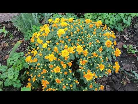 Видео: ОСІННІЙ САД ТАКИЙ ПРЕКРАСНИЙ! КВІТУЮТЬ ХРИЗАНТЕМИ.