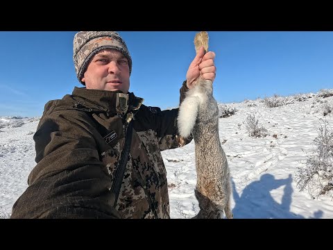 Видео: Охота на зайцев 2024  Новогодние зайцы